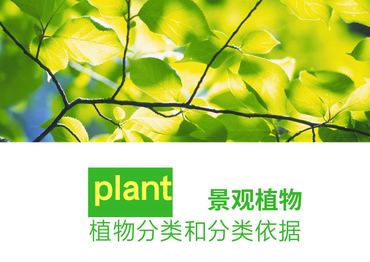 园林植物群落ppt资料下载-[植物]园林植物的分类及分类依据