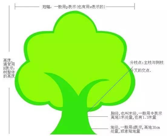 CAD苗木说明资料下载-绝对干货！史上最全苗木术语及绿化工程常用名词