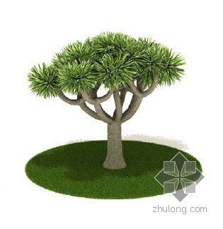 植物乔木su3d模型资料下载-常绿乔木