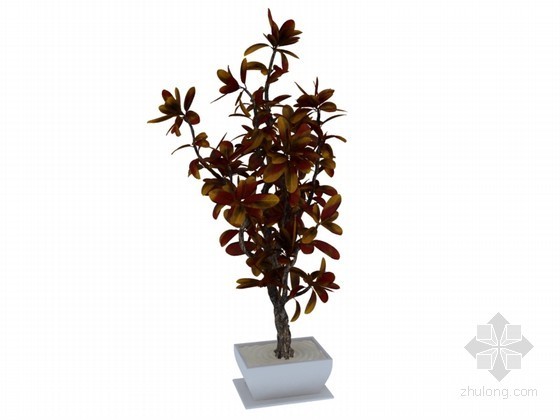 建筑景观3D模型资料下载-盆栽景观树3D模型下载