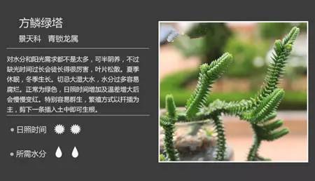 100种常见多肉植物图谱及养护方法，赶紧收藏！_53