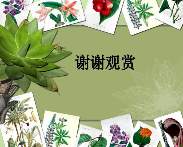 植物设计师必备：100种常见园林植物图鉴_188