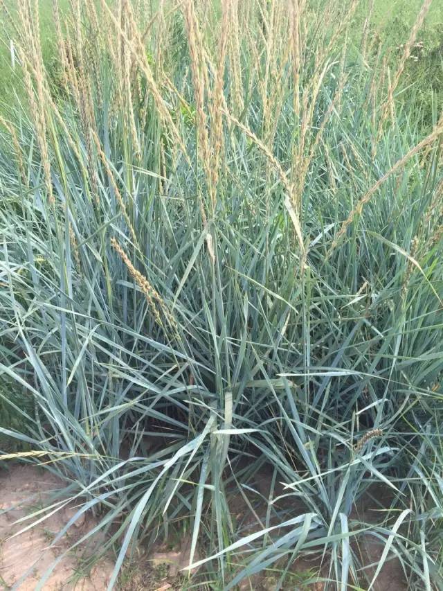 蓝冰麦学名: leymusarenarius blue dune形态特征:多年生草本,叶天