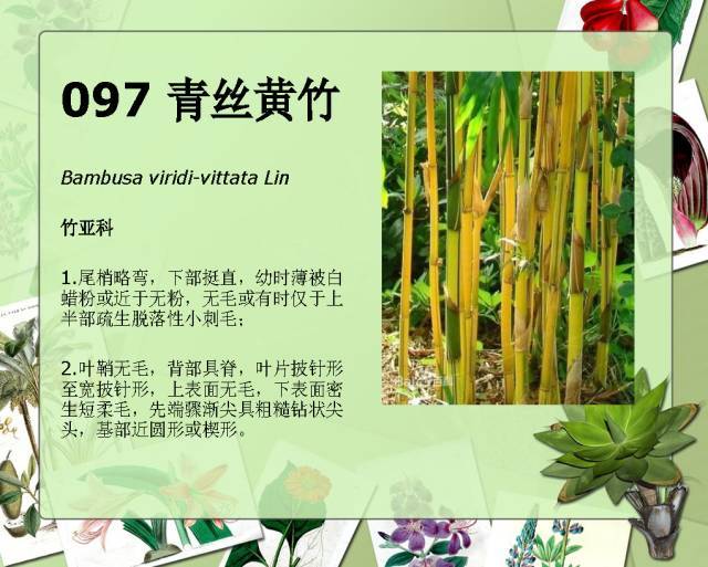 植物设计师必备：100种常见园林植物图鉴_180