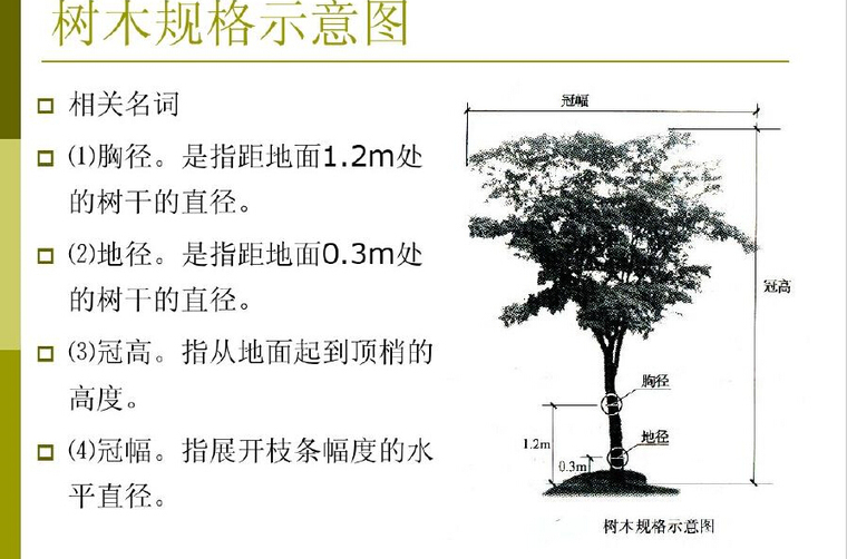 园林工程概预算定额计价讲解234页（附案例）-树木规格示意图