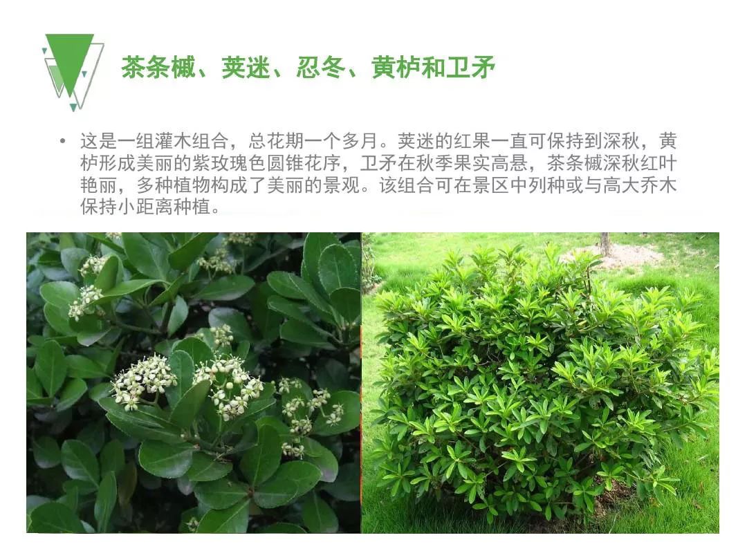 生科学子用70种植物图册献礼新中国成立70周年-四川农业大学-生命科学学院