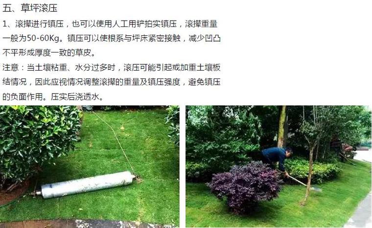 建筑景观工程敏感点品质提升路径培训讲义（71页，多图）-草坪滚压