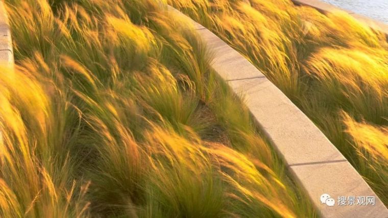 青石板嵌草铺装资料下载-100例观赏草在景观设计中的应用！