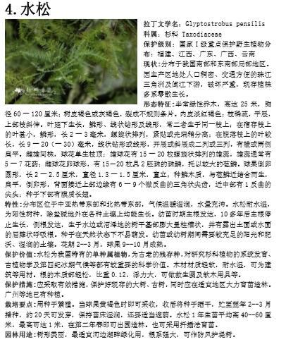 [植物讲义]南方常见植物-落叶乔木-南方常见植物-落叶乔木 水松