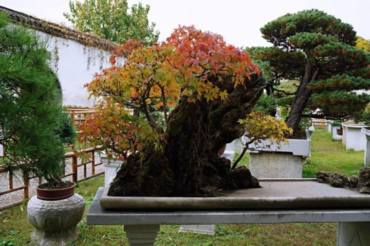 室内花草盆景资料下载-小中见大之盆景