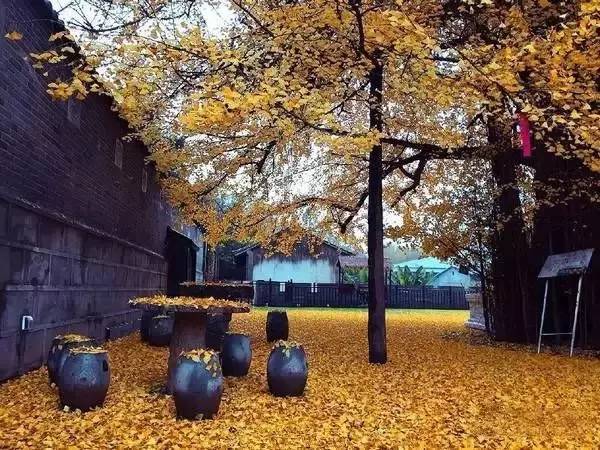 名树古木的保护资料下载-李世民栽了棵银杏树，美了1400年，每天数万人排队欣赏。