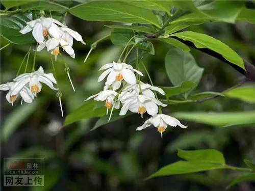 80种常见园林植物 · 景观设计师必知_21