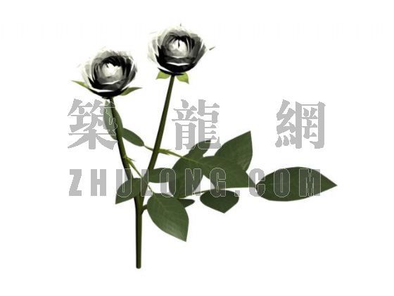 郑州风玫瑰坐标图资料下载-白玫瑰