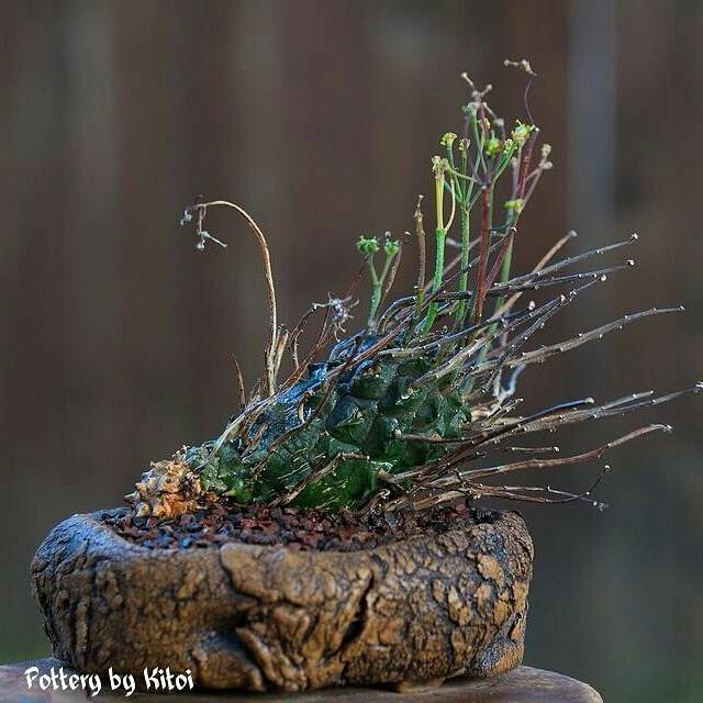 老外的多肉盆景，惊艳了世界！_1