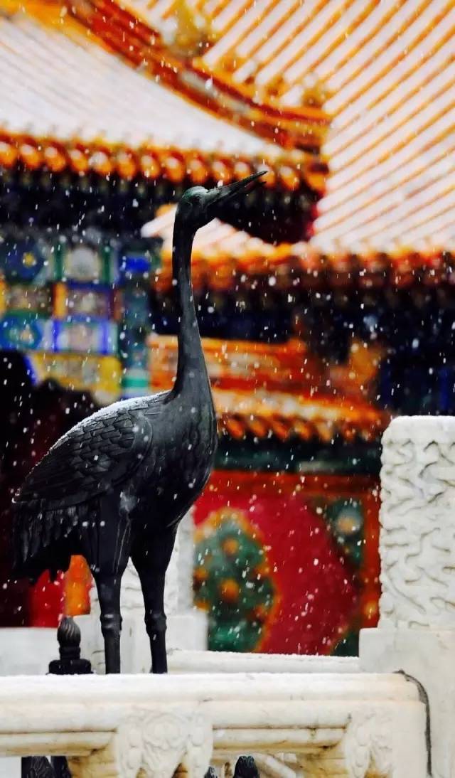 一场雪后的紫禁城美翻了整个北京_17