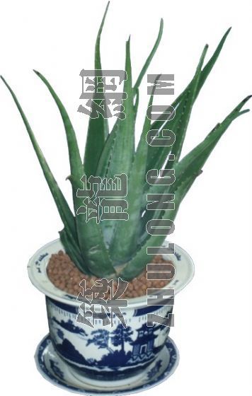 PSD室内盆栽资料下载-室内植物23