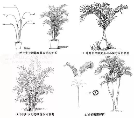 作为景观设计师必须掌握的景观线稿表现_15