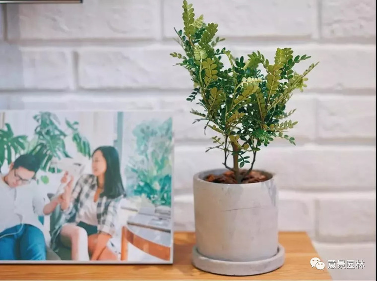 绿植设计公司资料下载-家庭绿植|让家一秒变森林