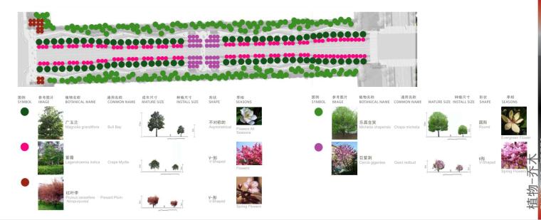 [江苏]科技产业园道路景观方案设计文本（PDF+559页）-植物选择
