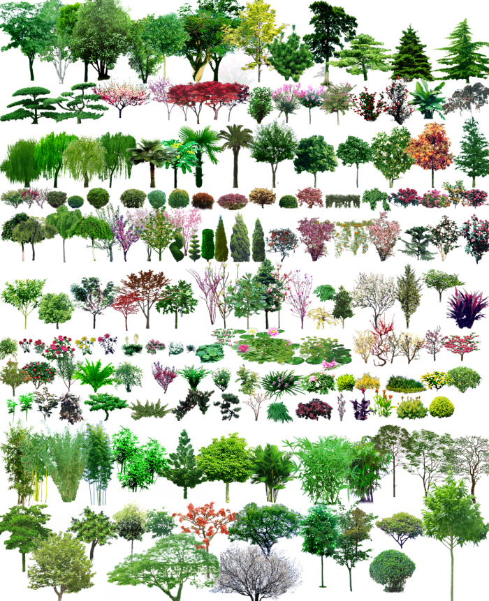 园林植物手绘图列资料下载-常用园林植物图例（CAD平面图+PSD立面图）