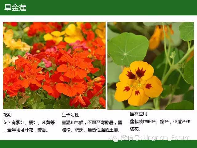 全国七大片区，常用开花植物集锦（上）_131