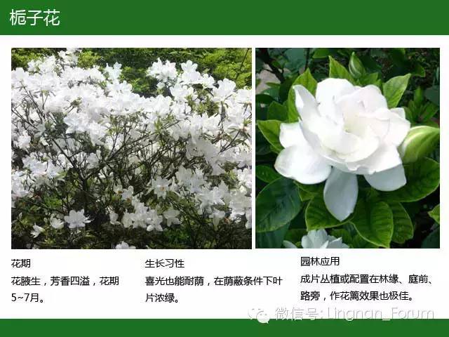 全国七大片区，常用开花植物集锦（上）_120