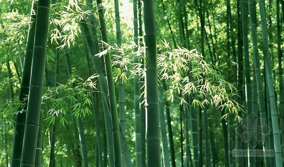 植物材质贴图资料下载-植物竹林图片