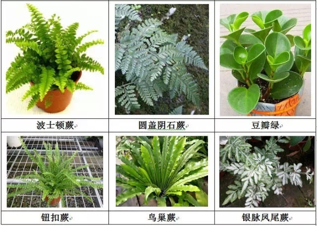 [垂直绿化]能上墙植物大全！-640.webp (9).jpg