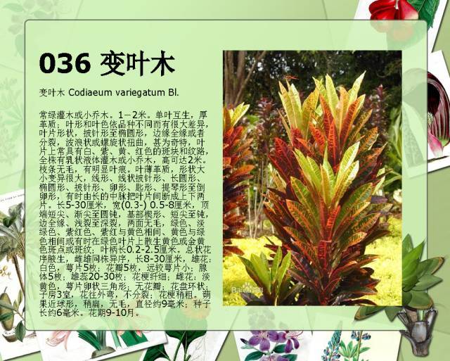 植物设计师必备：100种常见园林植物图鉴_67