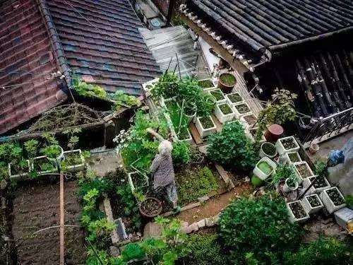 把你家菜园变成娘娘的御花园——“可食地景”_27