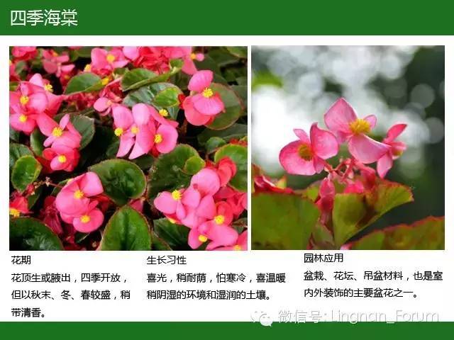 全国七大片区，常用开花植物集锦（上）_143