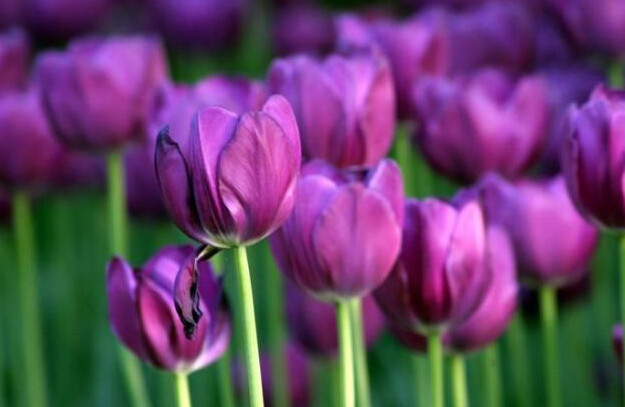 黑臭水治理的大纲资料下载-34种·蓝紫色系植物，享受高贵典雅浪漫的视觉盛宴