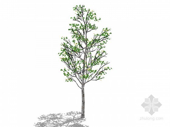 sketchup植物组件资料下载-杨树sketchup模型下载