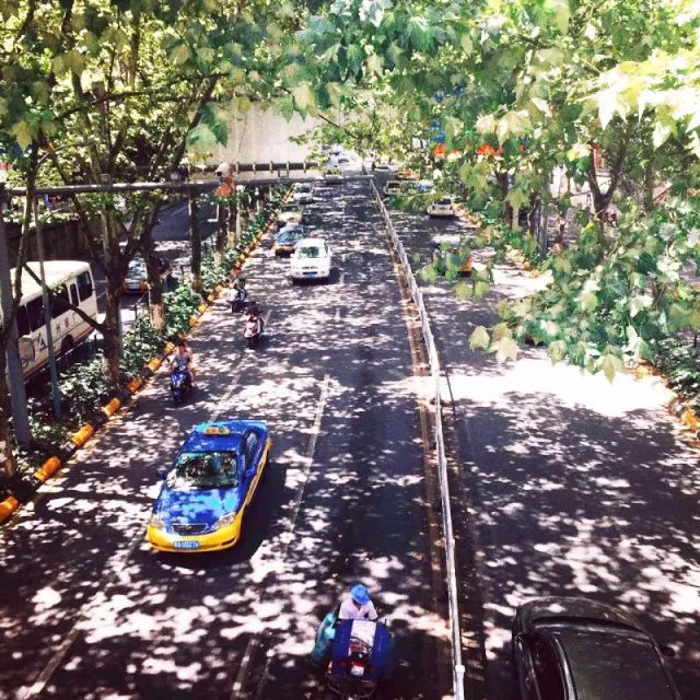 植物配置]浅谈城市道路绿地植物景观营造_6