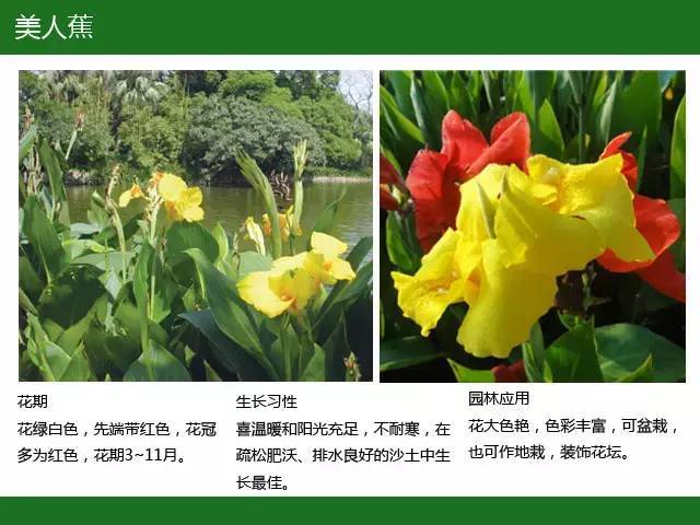 全国七大片区，常用开花植物集锦（上）_49