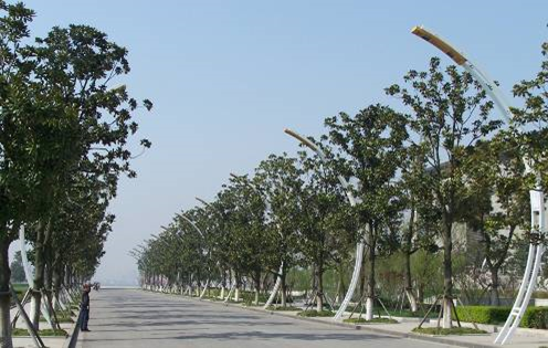 深圳大学规划设计资料下载-市政工程之道路绿地规划设计