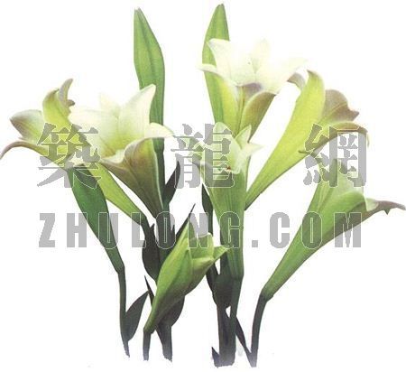 PSD室内盆栽资料下载-盆栽102