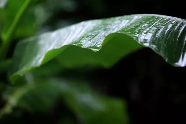 做古典园林景观设计，这些植物怎可不知？_8