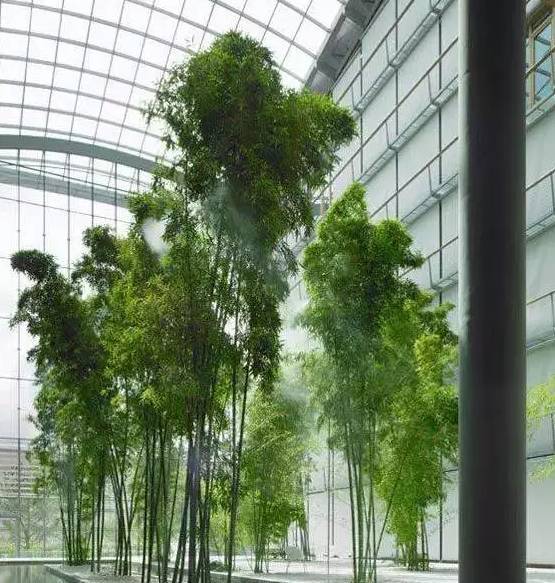 芦苇植物造景设计研究中心资料下载-26种 · 竹子大全