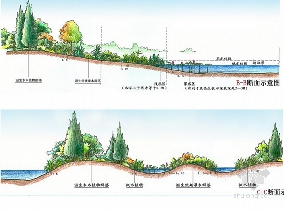 [长沙]湘江风光城市湿地公园景观规划概念设计方案-植物断面图