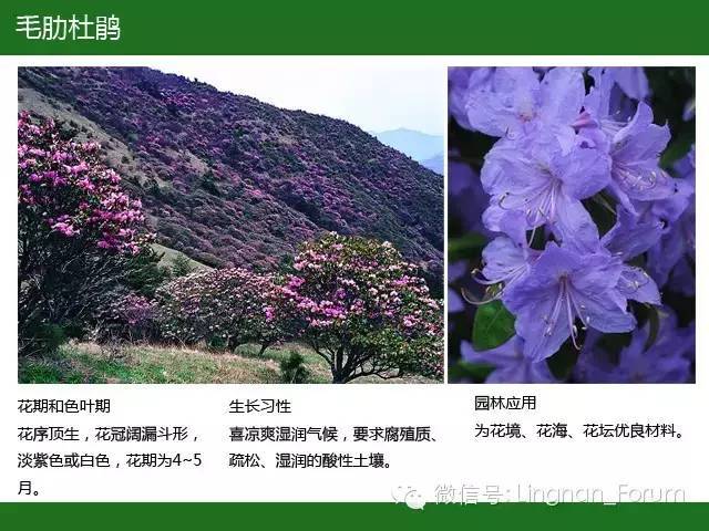 全国七大片区，常用开花植物集锦（上）_127