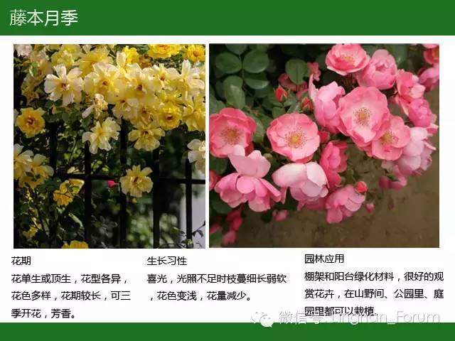 全国七大片区，常用开花植物集锦（上）_97