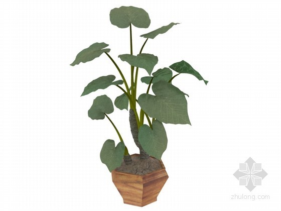 室内绿植小盆栽资料下载-小绿植3D模型下载