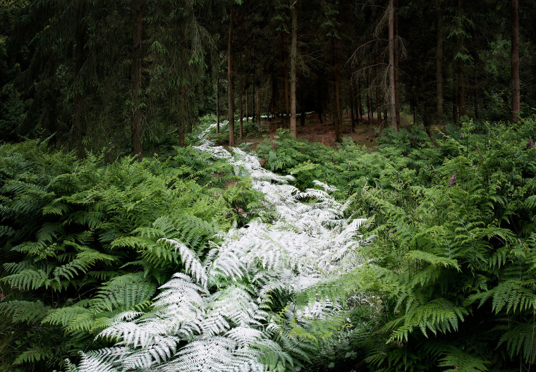 森林艺术装置资料下载-英国森林中的微妙轨迹艺术
