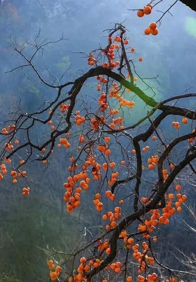 庭院种什么树最吉利，还好看？