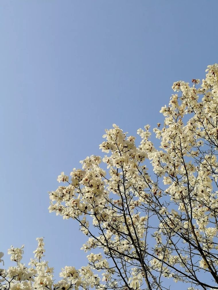 澳大利亚白木兰资料下载-木兰花开，春分来