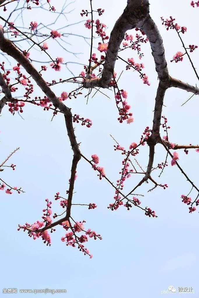 12种·庭院里的吉祥植物_16