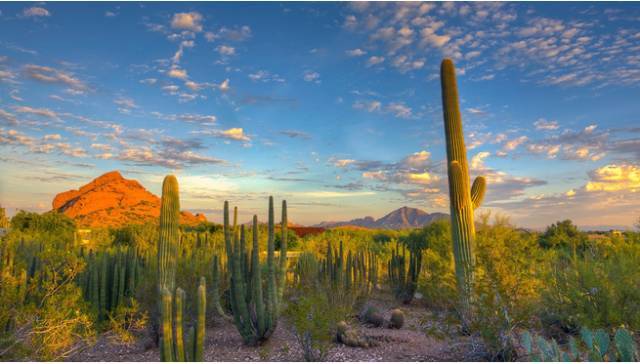 沙漠山上的景观资料下载-植物景观设计，让沙漠变绿洲！