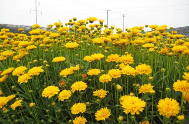 [分享]整理十种耐阴的地被植物