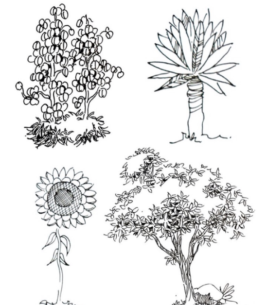 景观植物手绘图_6